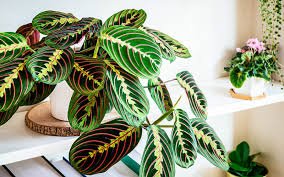Maranta Leuconeura
